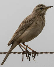 Pipit africain