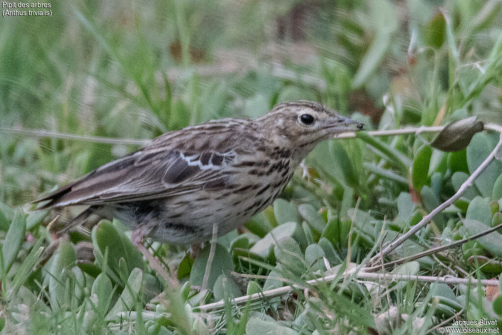 Pipit des arbresadulte, identification, composition, pigmentation, mange