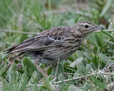 Tree Pipit