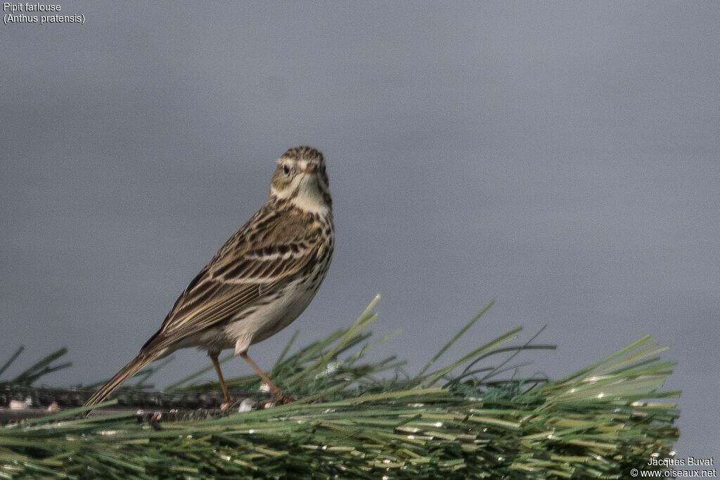 Pipit farlouse