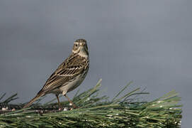 Meadow Pipit