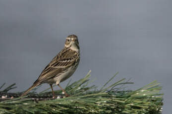 Pipit farlouse