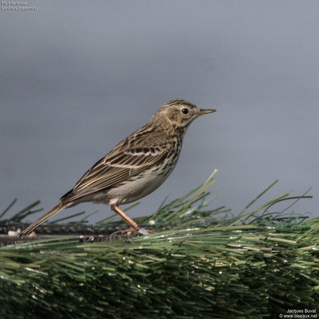 Meadow Pipitadult, aspect, pigmentation