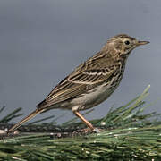 Meadow Pipit