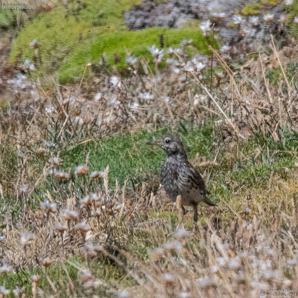 European Rock Pipit