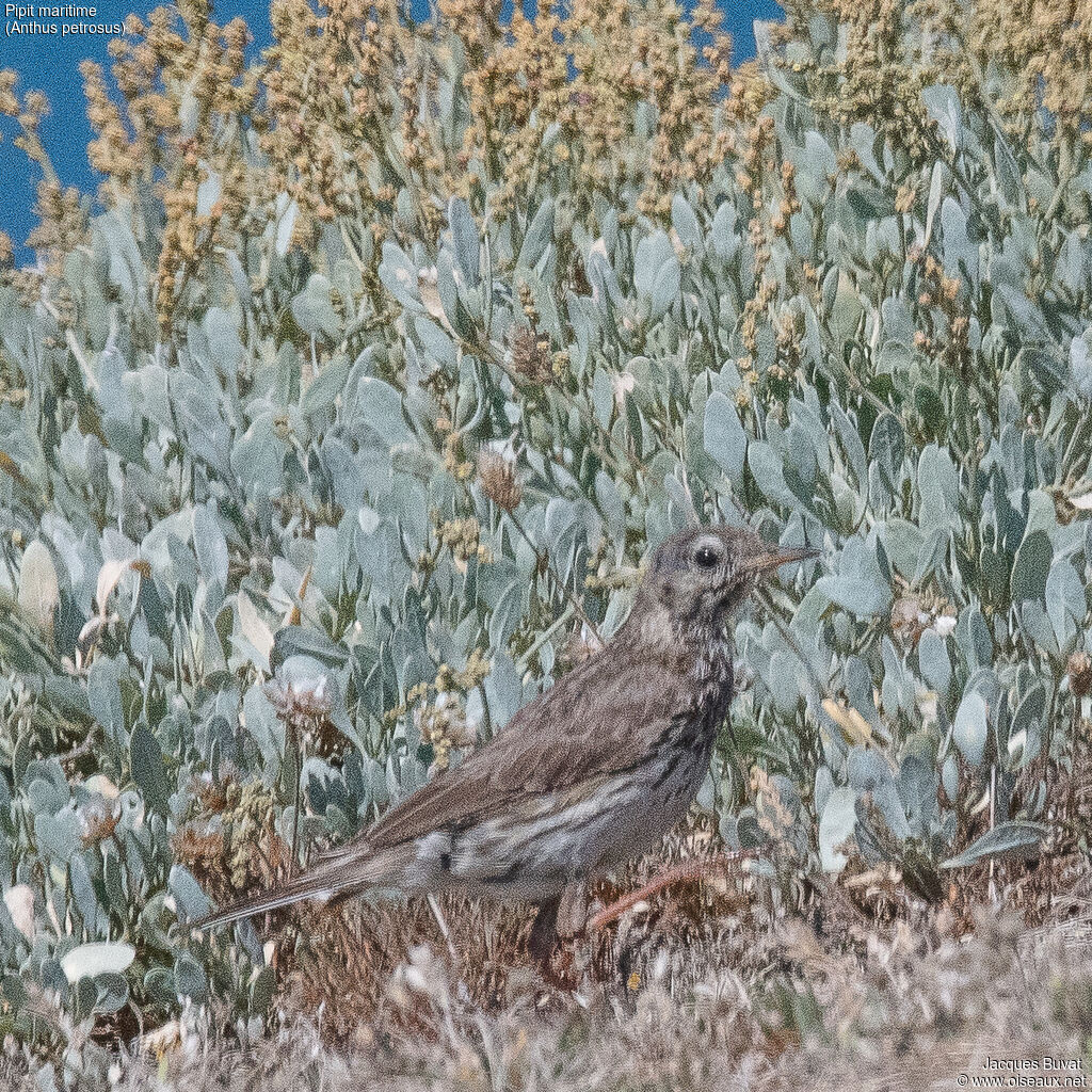 European Rock Pipitadult post breeding, habitat, aspect, pigmentation