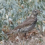 European Rock Pipit