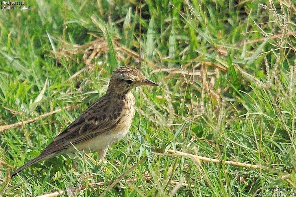 Pipit roussetadulte