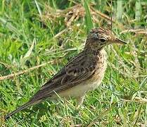 Paddyfield Pipit