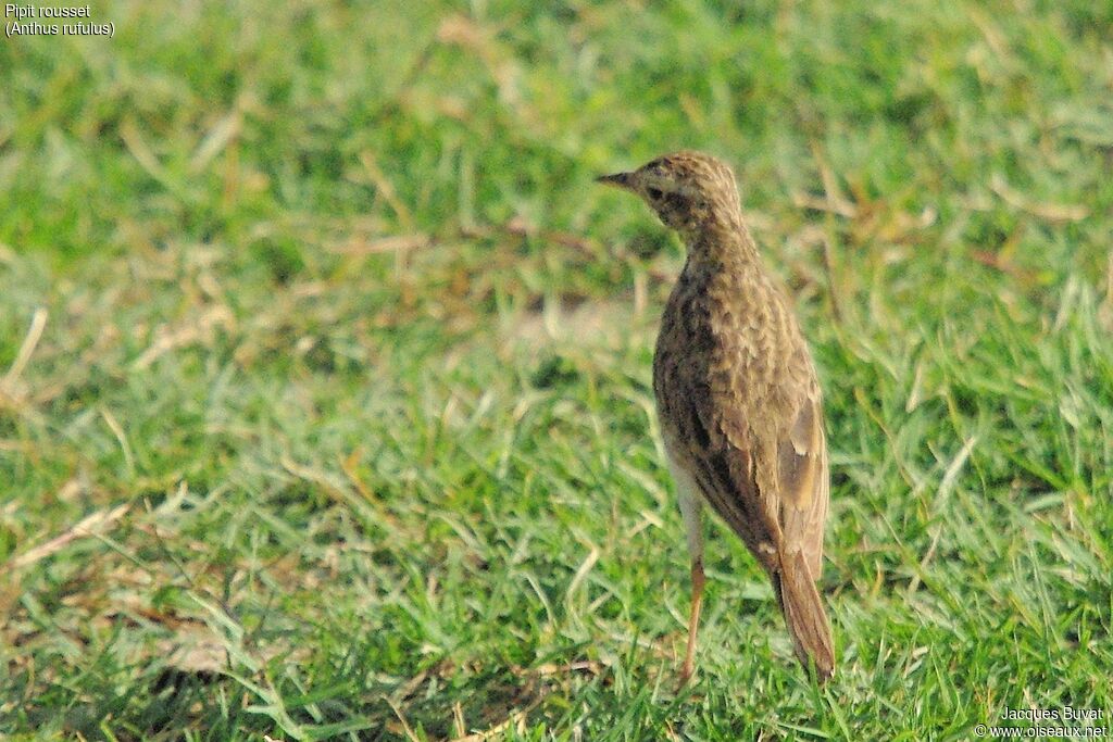 Paddyfield Pipit