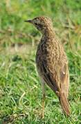 Paddyfield Pipit