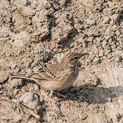 Paddyfield Pipit