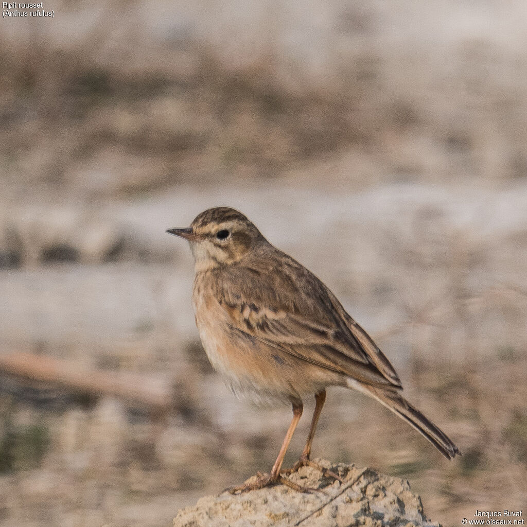 Pipit roussetadulte, portrait, composition, pigmentation