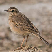 Paddyfield Pipit