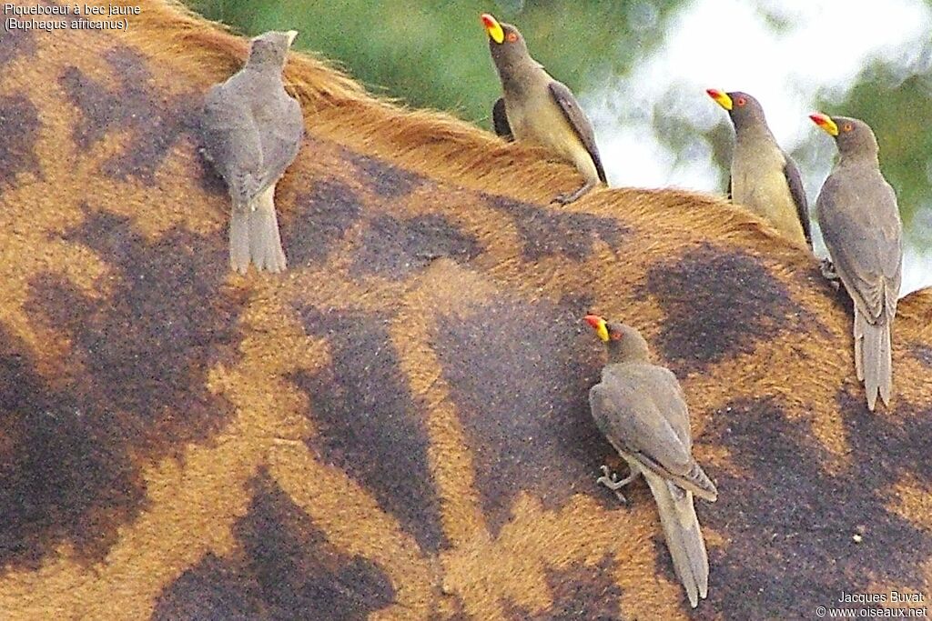 Yellow-billed Oxpeckeradult