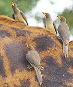 Yellow-billed Oxpecker