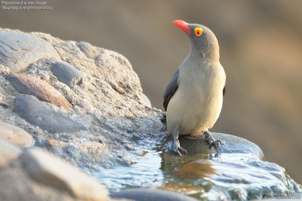 Red-billed Oxpeckeradult