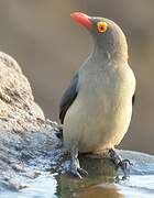 Red-billed Oxpecker