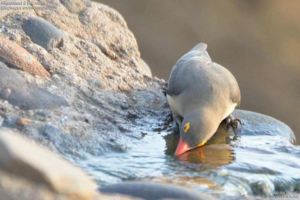 Red-billed Oxpeckeradult