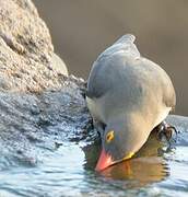 Red-billed Oxpecker