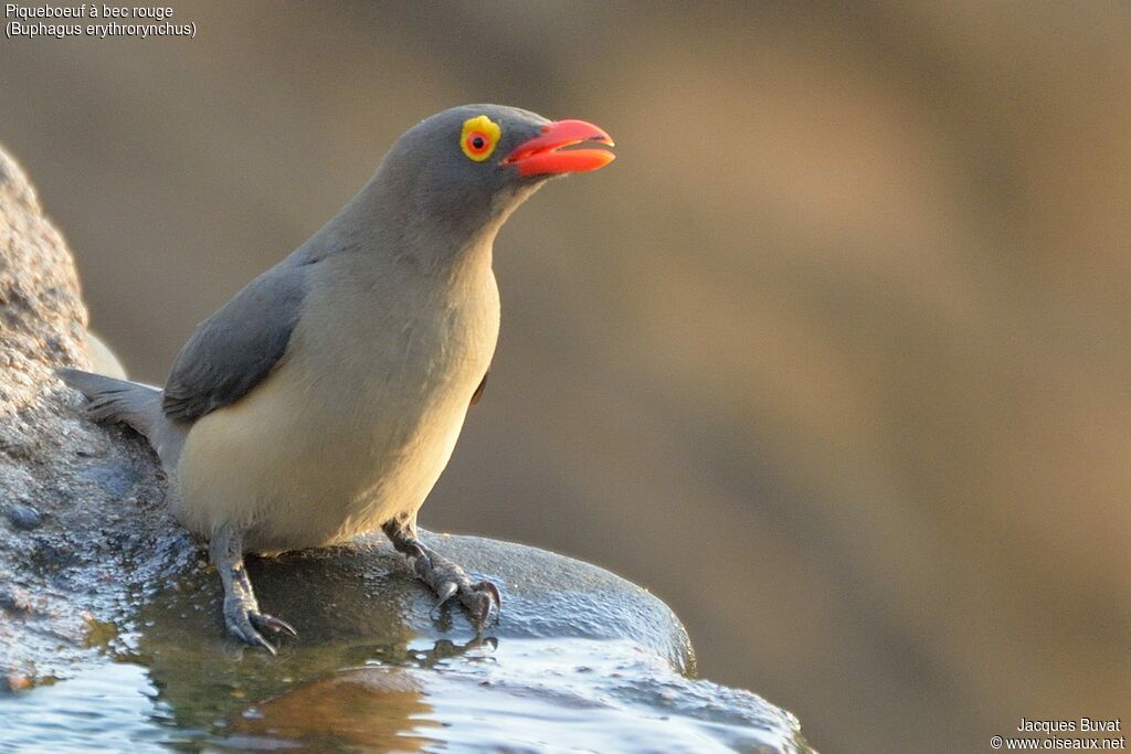 Red-billed Oxpecker