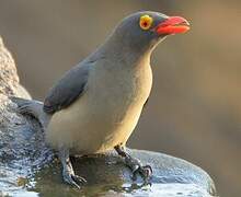 Red-billed Oxpecker