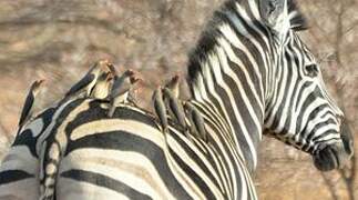 Red-billed Oxpecker