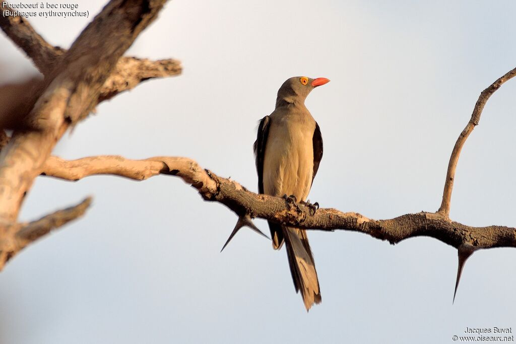 Red-billed Oxpeckeradult