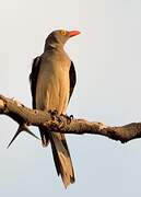 Red-billed Oxpecker