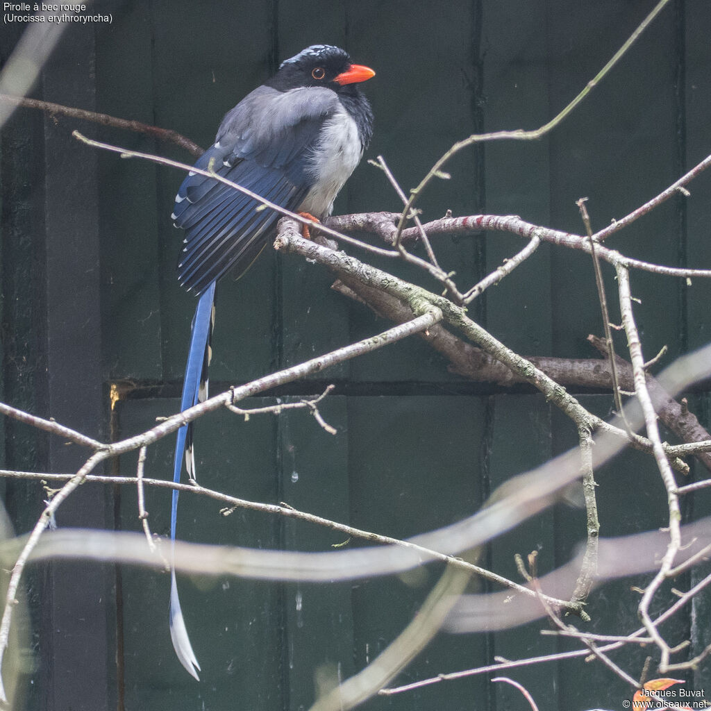 Red-billed Blue Magpieadult, identification, aspect, pigmentation