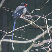 Red-billed Blue Magpie