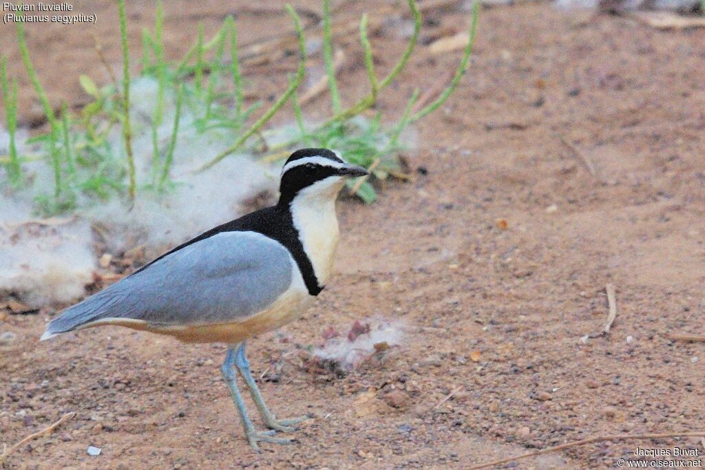 Egyptian Ploveradult breeding