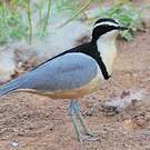 Pluvian fluviatile