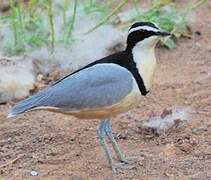 Egyptian Plover