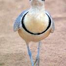 Pluvian fluviatile