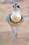 Egyptian Plover