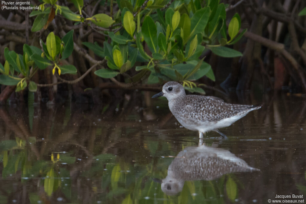 Grey Ploveradult post breeding, habitat, aspect, pigmentation, walking