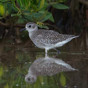 Grey Plover