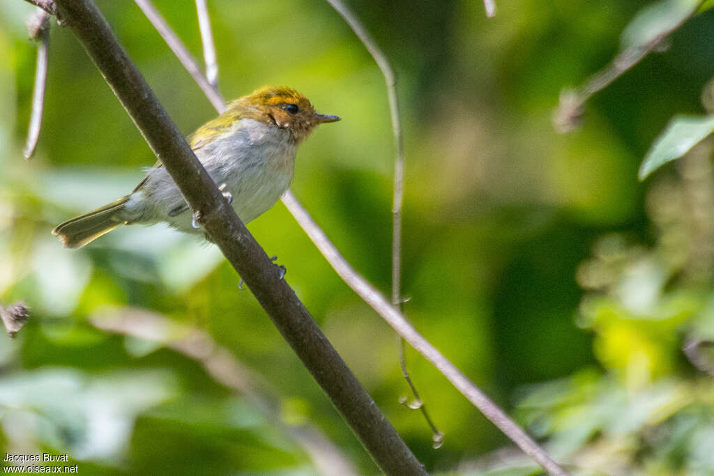 Red-faced Woodland Warbleradult, pigmentation