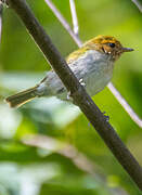 Red-faced Woodland Warbler