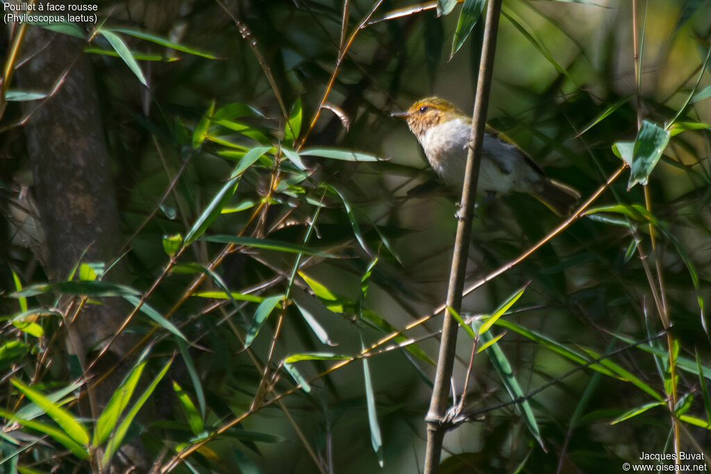 Red-faced Woodland Warbleradult