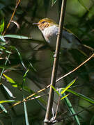 Red-faced Woodland Warbler