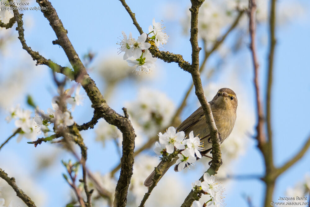 Common Chiffchaffadult