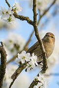 Common Chiffchaff