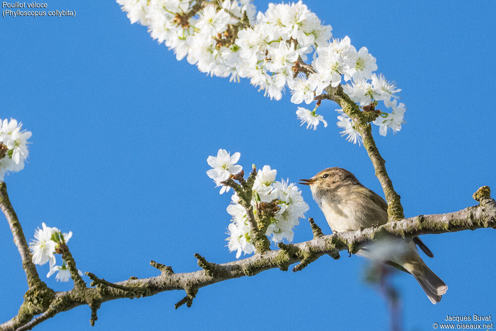 Common Chiffchaffadult