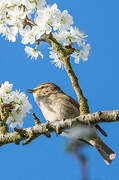 Common Chiffchaff