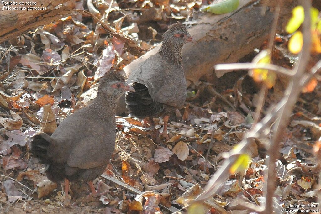 Stone Partridgeadult