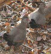 Stone Partridge