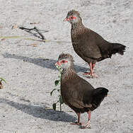 Poulette de roches