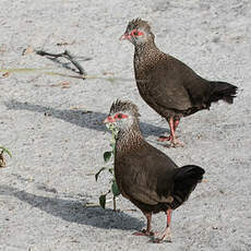 Poulette de roche